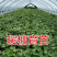 葡萄树苗嫁接葡萄树苗南北方种植地栽盆栽果树苗