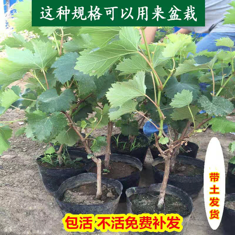 葡萄树苗嫁接葡萄树苗南北方种植地栽盆栽果树苗