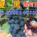 葡萄树苗嫁接葡萄树苗南北方种植地栽盆栽果树苗