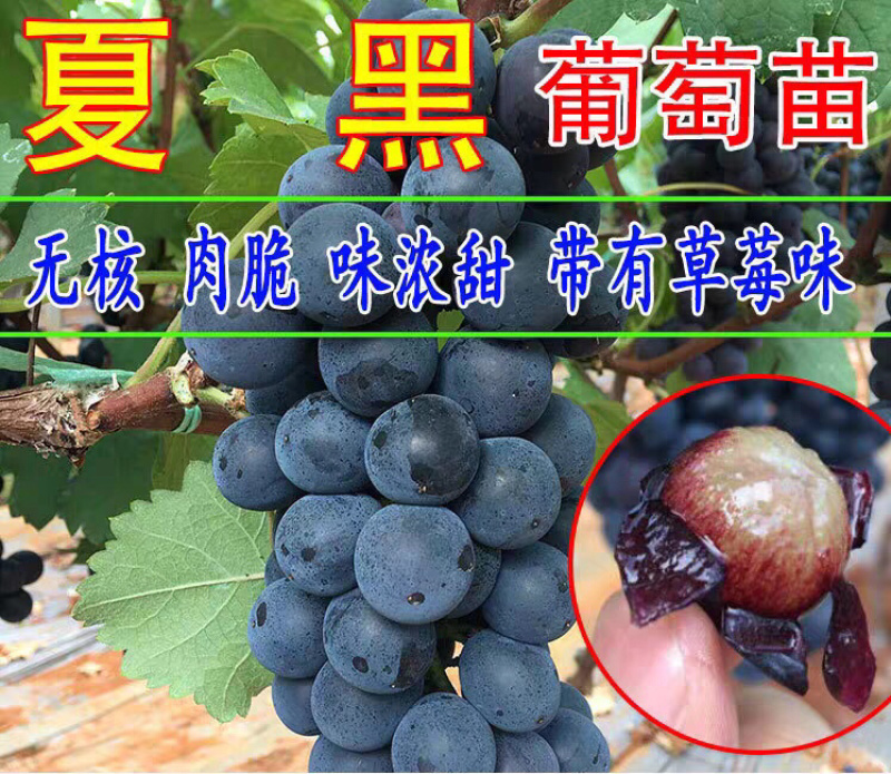 葡萄树苗嫁接葡萄树苗南北方种植地栽盆栽果树苗