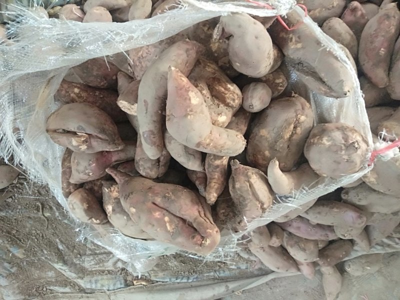 次品红薯养殖厂用红心黄心红薯1两以上加工薯大量上