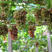 葡萄树苗美人指葡萄树苗嫁接品种易栽培市场行好