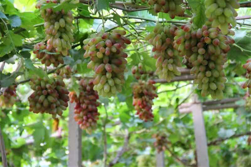 葡萄树苗美人指葡萄树苗嫁接品种易栽培市场行好