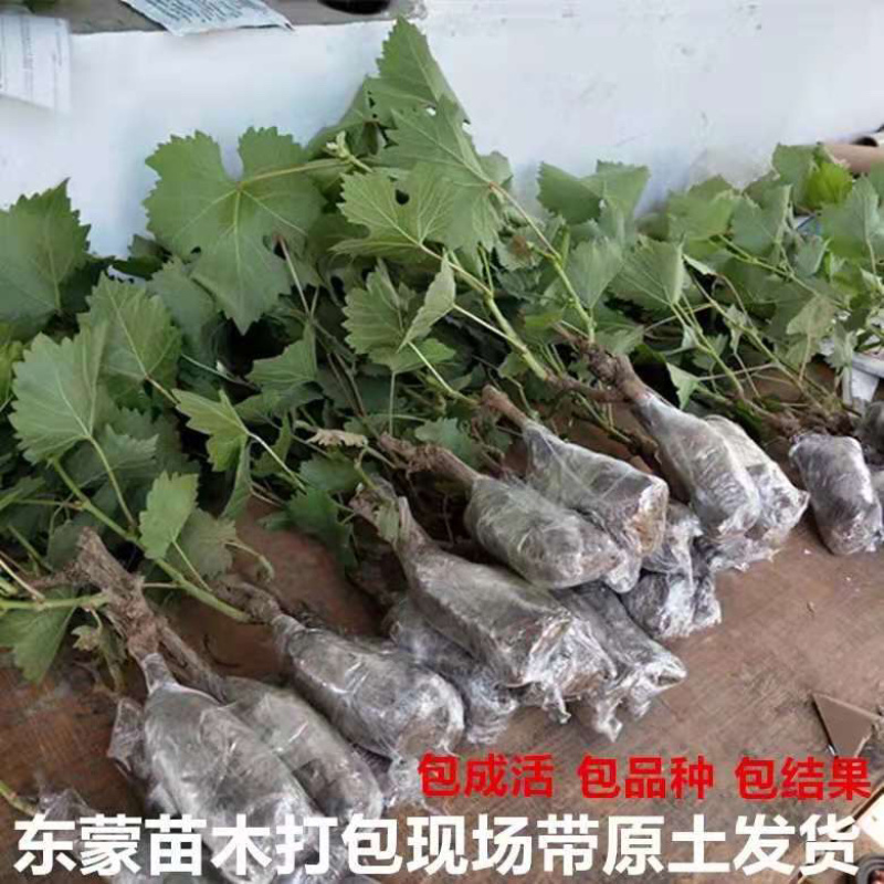 葡萄树苗美人指葡萄树苗嫁接品种易栽培市场行好