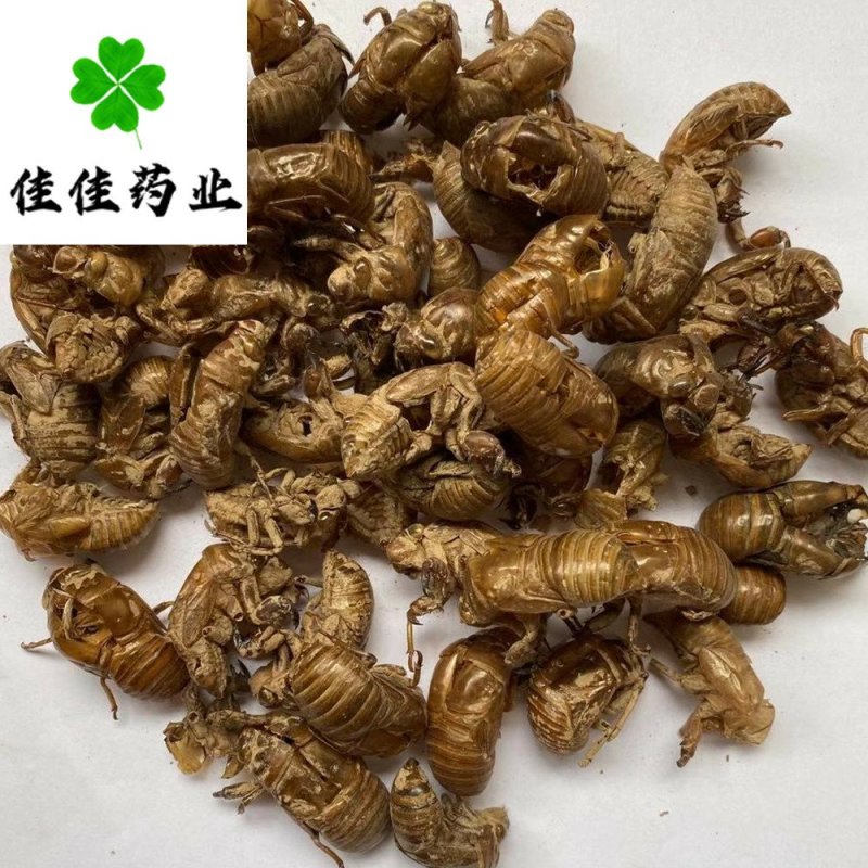 蝉蜕虫退长期供应蝉蜕品质保证欢迎联系