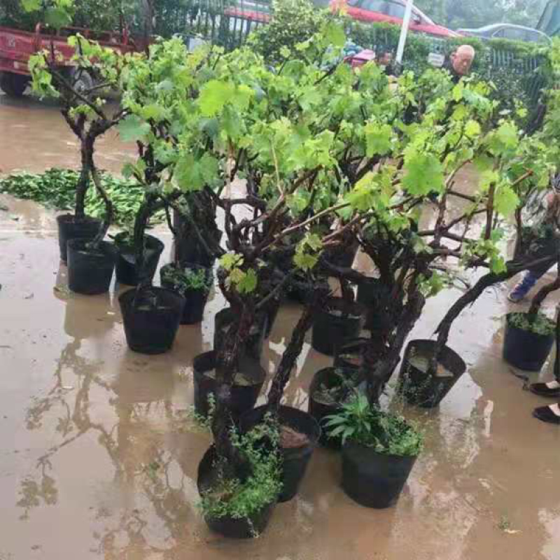 蓝宝石葡萄树苗嫁接葡萄树苗基地直发量大从优南北种植