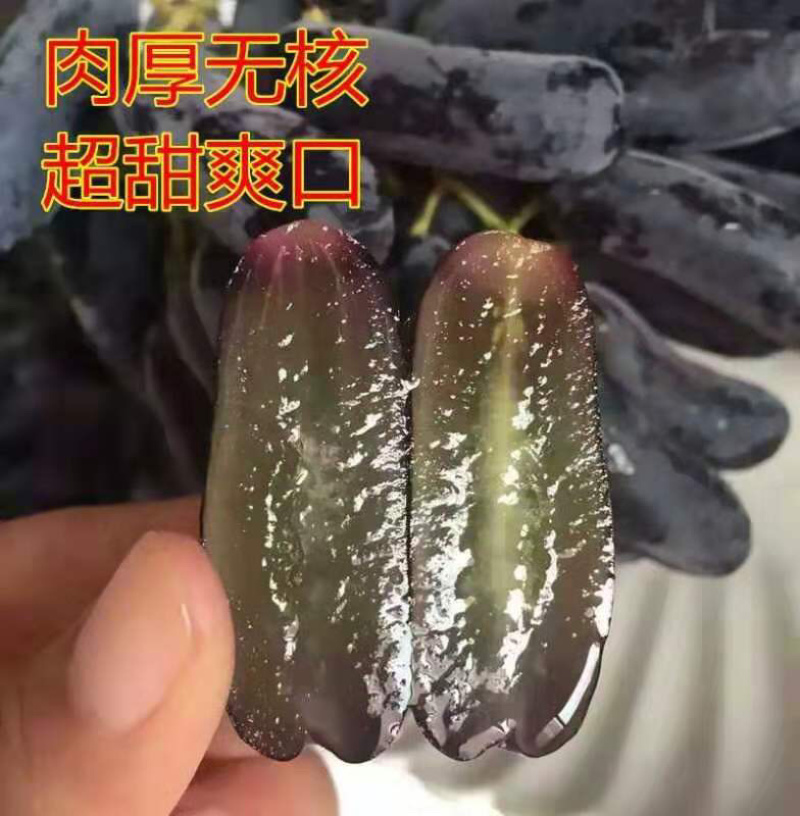 蓝宝石葡萄树苗嫁接葡萄树苗基地直发量大从优南北种植
