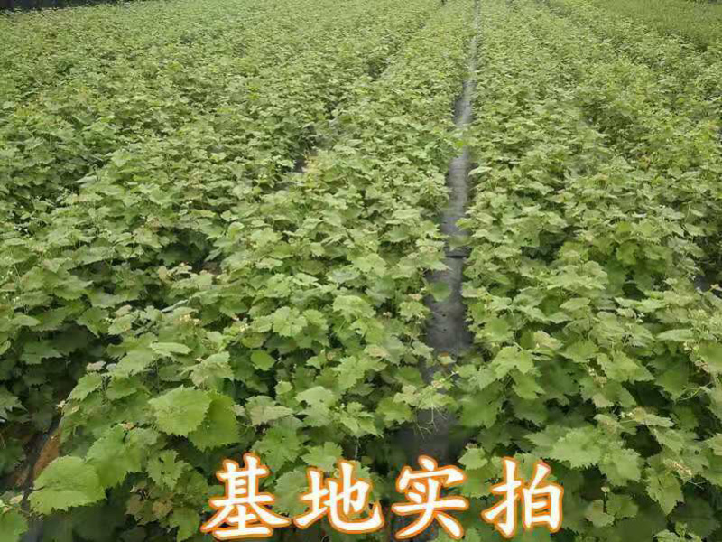 蓝宝石葡萄树苗嫁接葡萄树苗基地直发量大从优南北种植