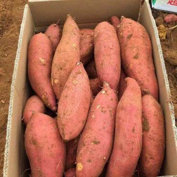 莺歌红薯软糯香甜,无筋无丝,适合烤薯,鲜食,做甜点