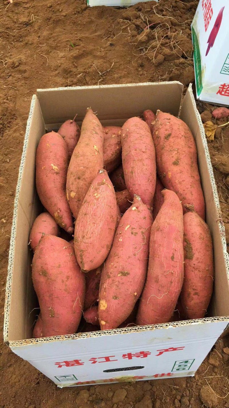 莺歌红薯软糯香甜，无筋无丝，适合烤薯，鲜食，做甜点