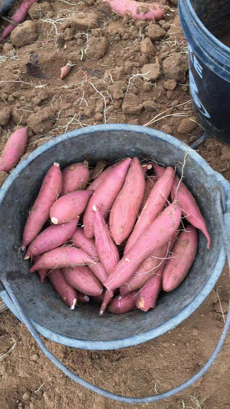 莺歌红薯软糯香甜，无筋无丝，适合烤薯，鲜食，做甜点