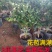 杜丹红精品茶花美爆了包邮带土发货