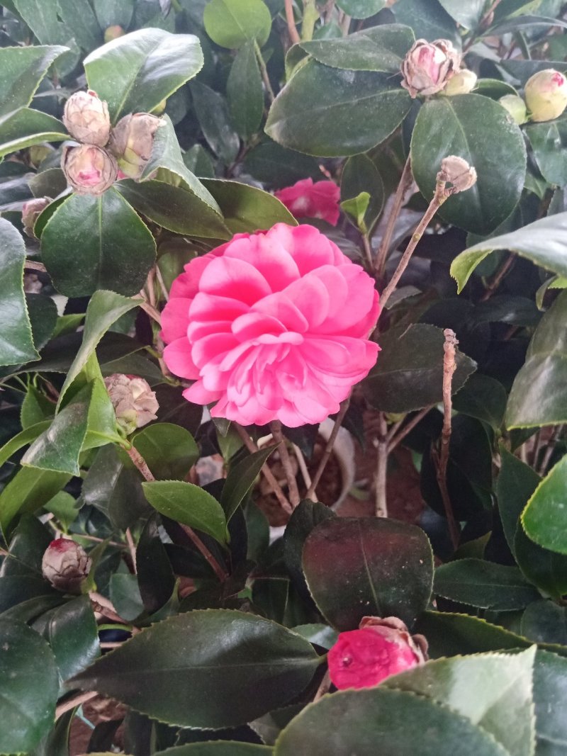 杜丹红精品茶花美爆了包邮带土发货
