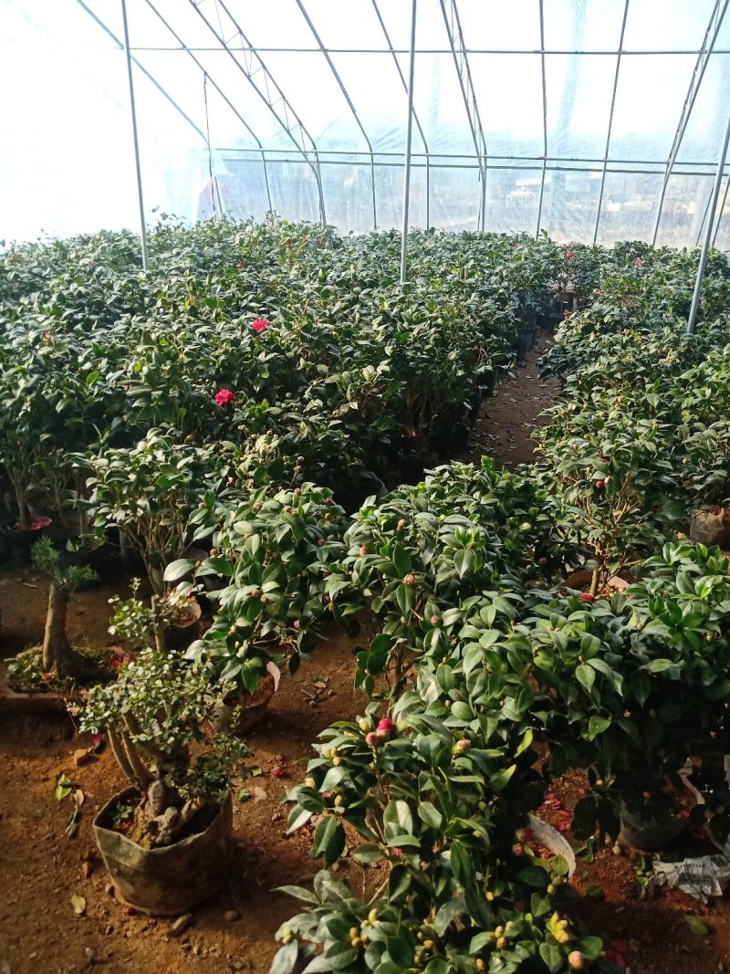 杜丹红精品茶花美爆了包邮带土发货