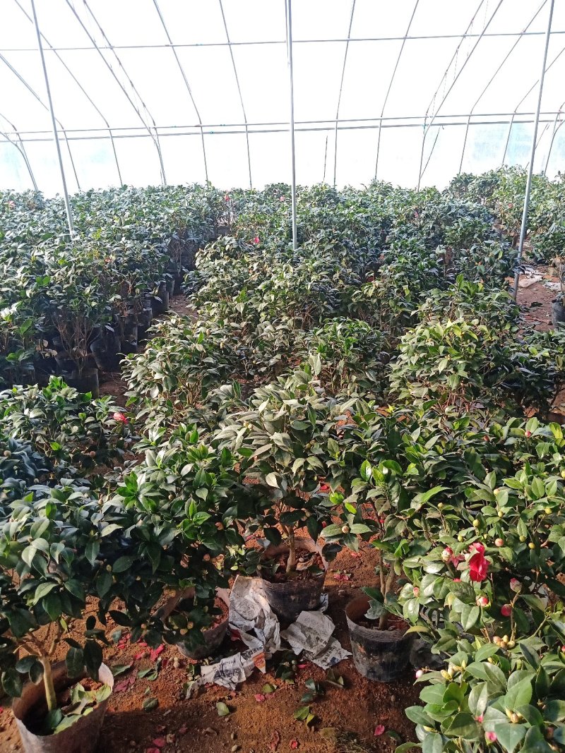 杜丹红精品茶花美爆了包邮带土发货