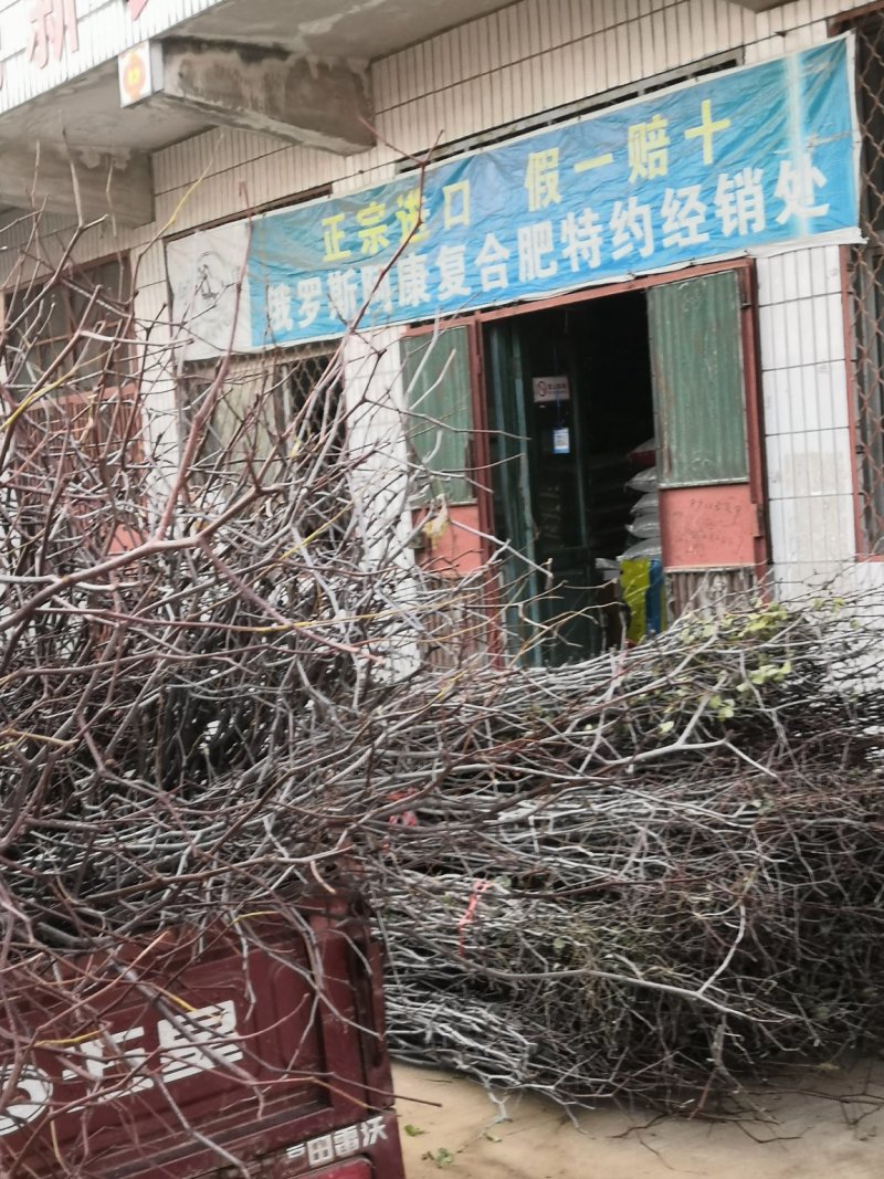 冬枣树苗山东蟠枣枣树苗金丝大枣苗中秋酥脆枣树