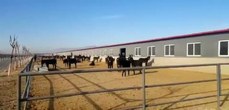 毛驴苗品种保证价格优惠货到付款包教包会