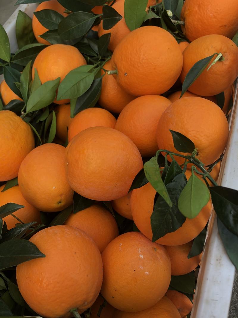 良心推荐湖北伦晚脐橙规格齐全耐运输全国接单一手价格产地