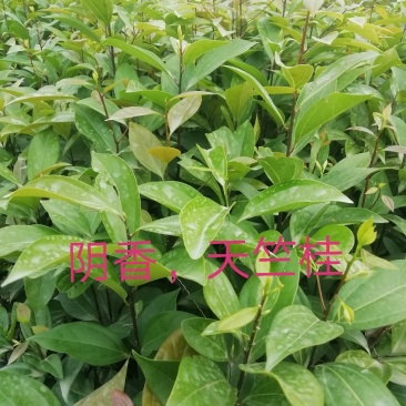 阴香，天竺桂，营养小袋苗，支持现场看货基地直销