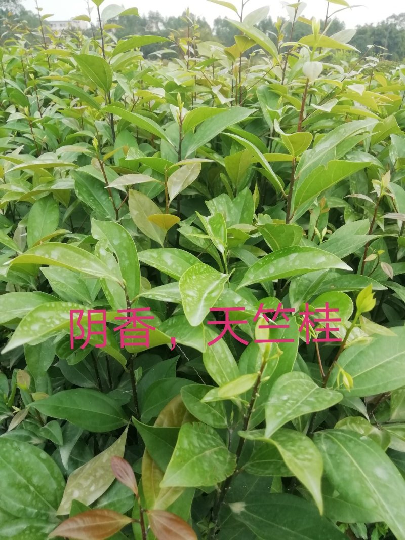 阴香，天竺桂，营养小袋苗，支持现场看货基地直销