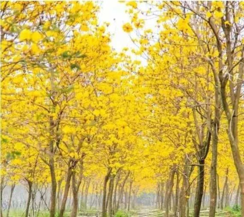 黄花风铃杯苗