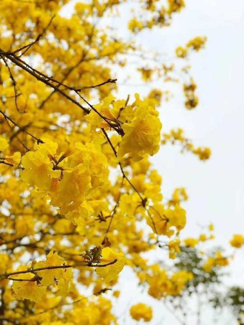 黄花风铃杯苗