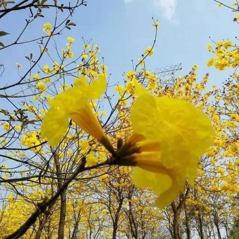 黄花风铃杯苗