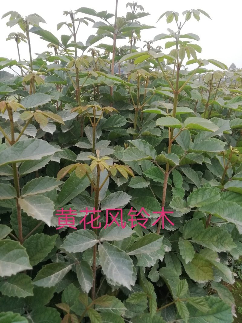 黄花风铃杯苗
