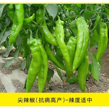 有好货。大羊角辣，皱皮椒苗，牛角椒苗，基地直供，