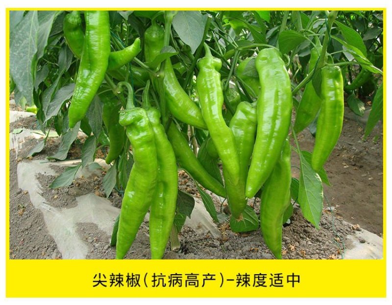 有好货。大羊角辣，皱皮椒苗，牛角椒苗，基地直供，