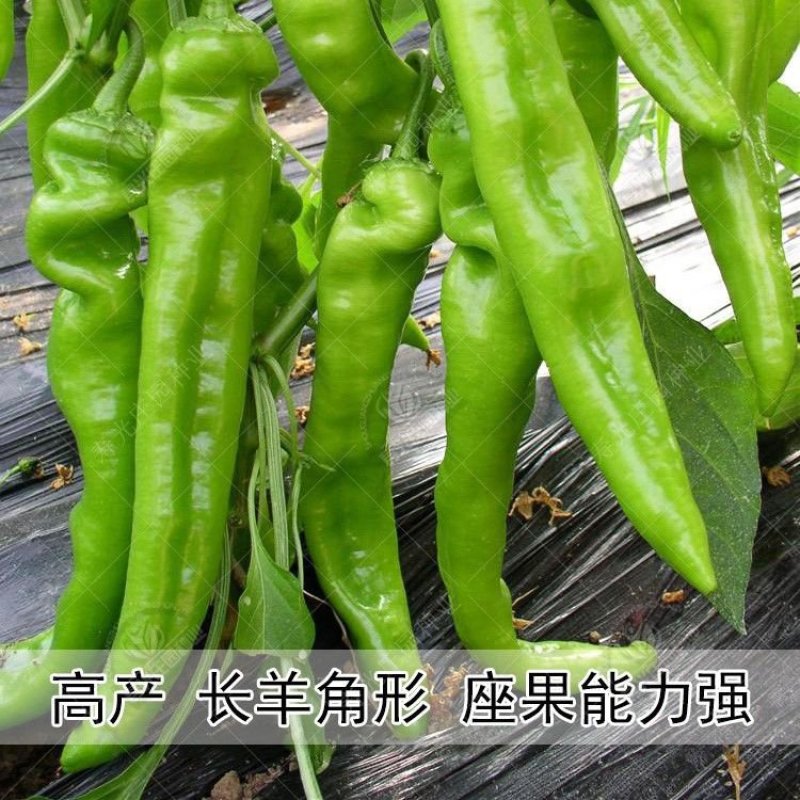 有好货。大羊角辣，皱皮椒苗，牛角椒苗，基地直供，