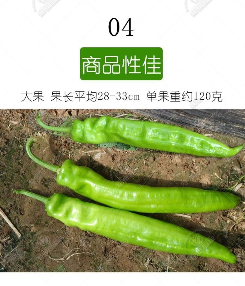 有好货。大羊角辣，皱皮椒苗，牛角椒苗，基地直供，