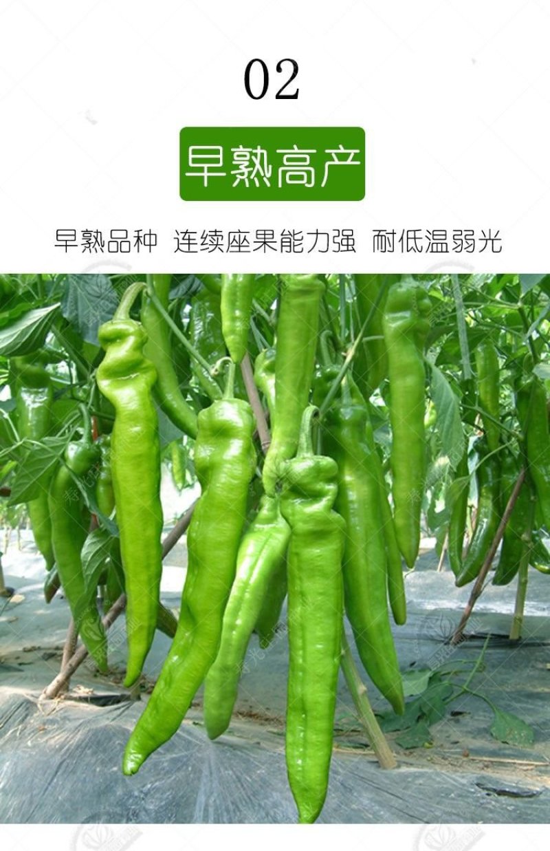 有好货。大羊角辣，皱皮椒苗，牛角椒苗，基地直供，