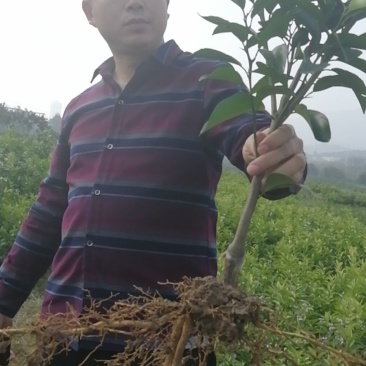091无核沃柑苗、基地直销品质保证。欢迎各位老板来电咨询