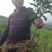 091无核沃柑苗、基地直销品质保证。欢迎各位老板来电咨询