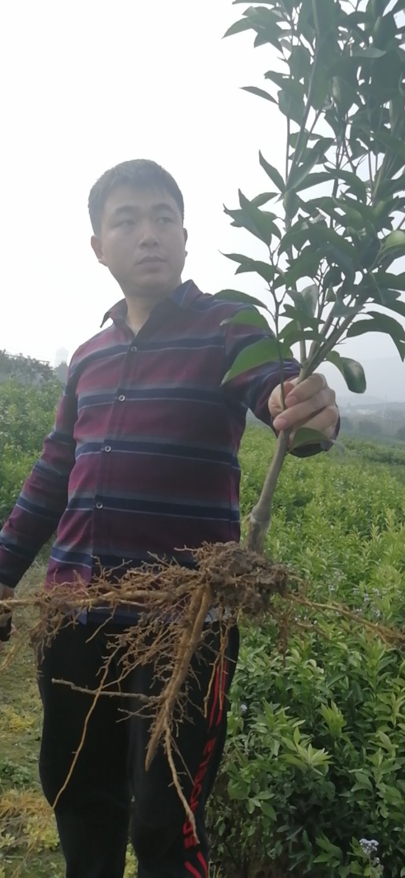 091无核沃柑苗、基地直销品质保证。欢迎各位老板来电咨询