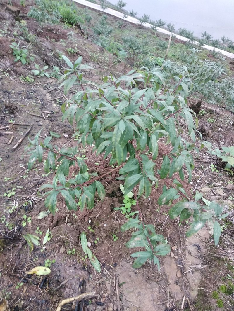 双效桃苗、基地直销、第二年可开花结果。欢迎各位老板来电咨