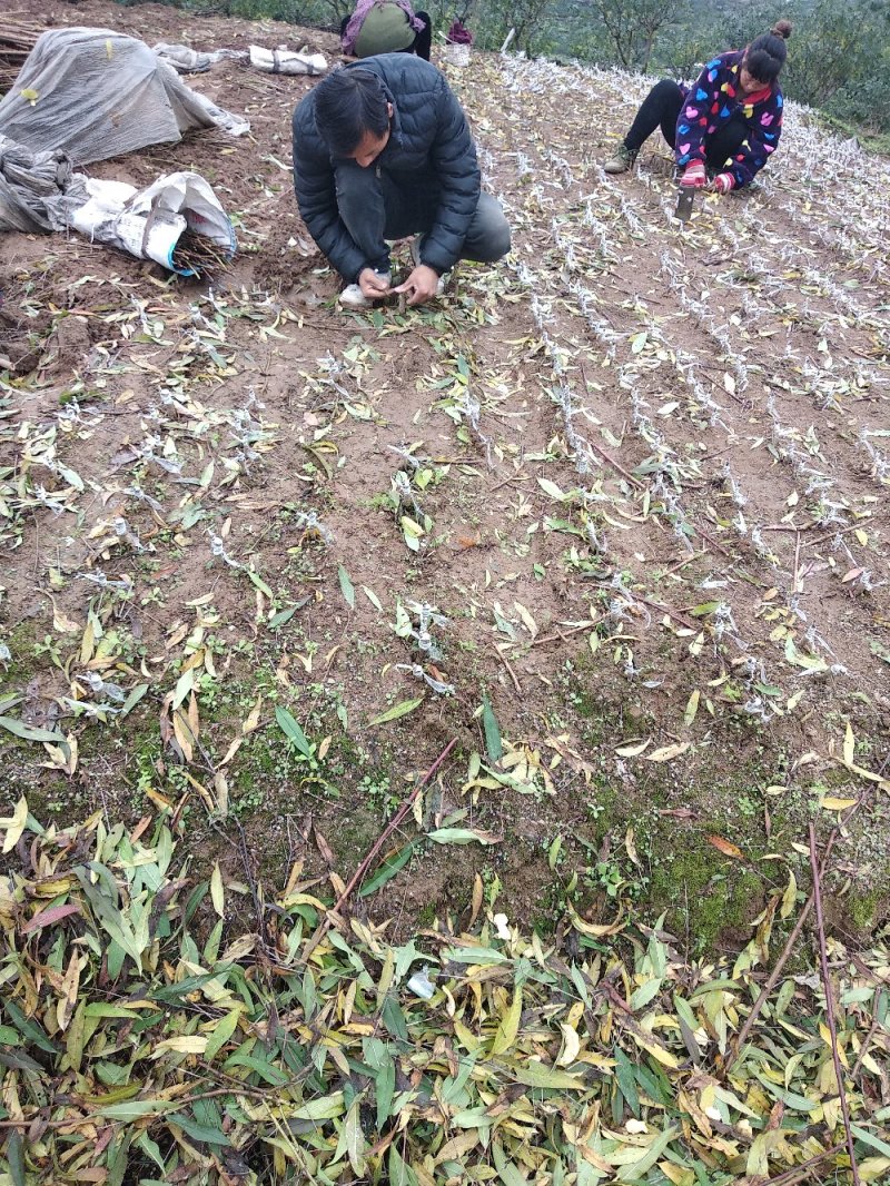 双效桃苗、基地直销、第二年可开花结果。欢迎各位老板来电咨