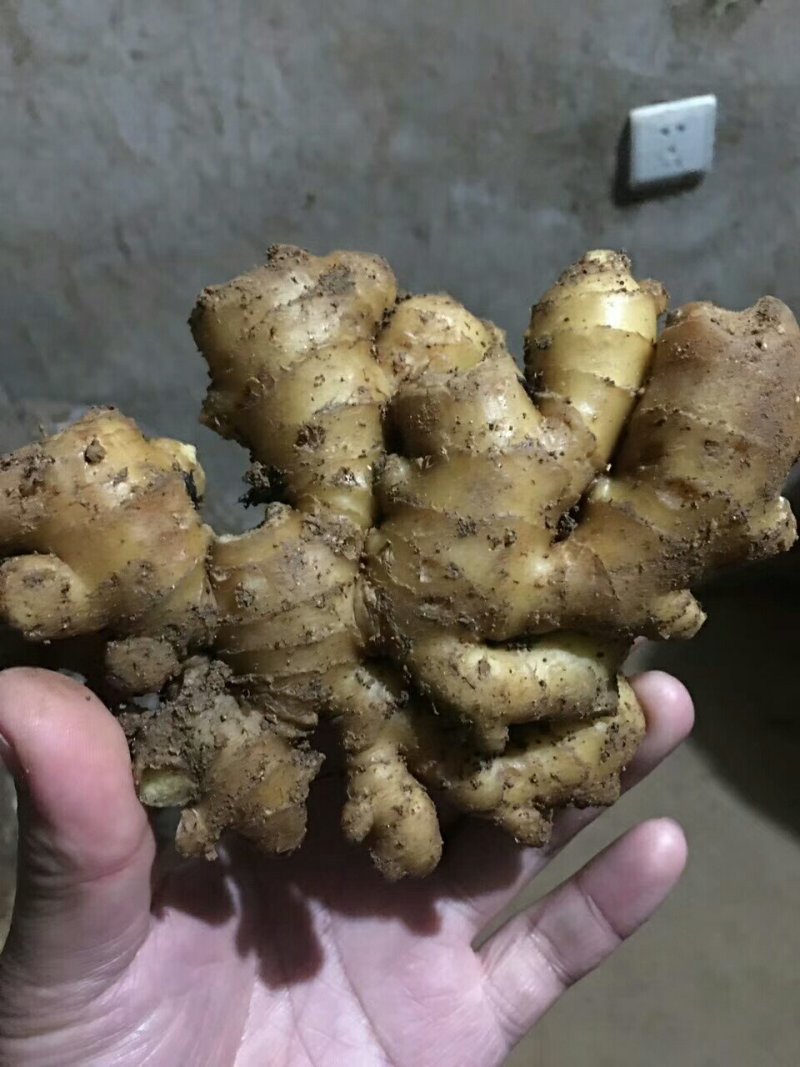姜母产地直供！生姜全国物流发货中！质量保证！欢迎咨询！