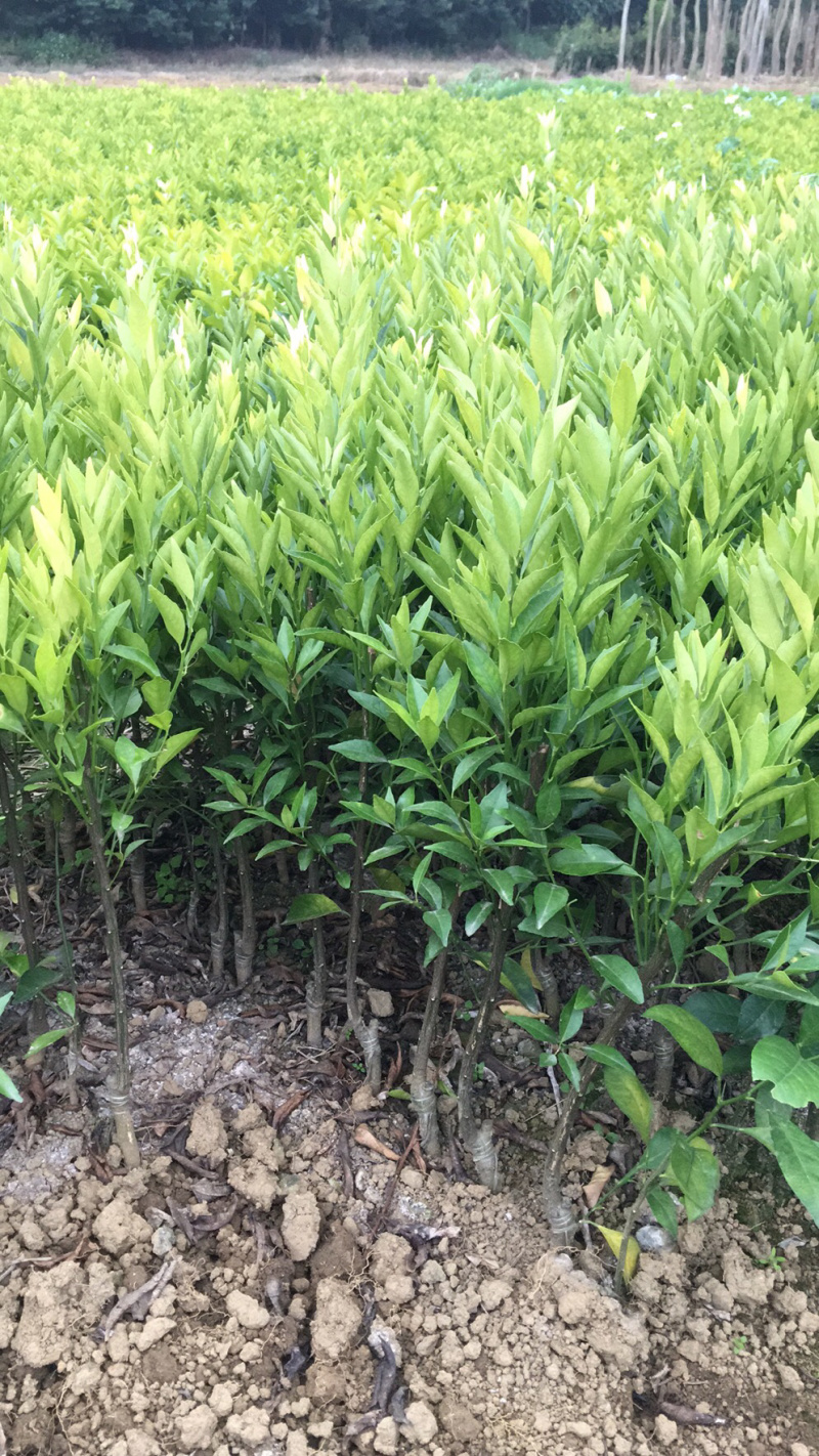 【精品】正宗广东新会柑苗，茶枝柑苗，也称陈皮柑，产地直发！