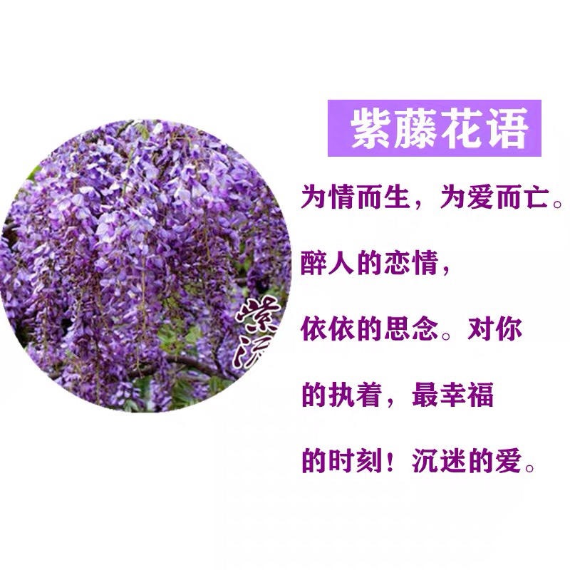 紫藤1-8公分，基地直销爬藤类室内室外盆栽