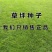 早熟禾草籽