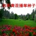 草坪种子高羊茅剪股颖黑麦草庭院绿化护坡四季青草籽