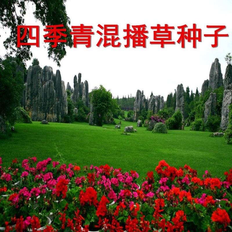 草坪种子高羊茅剪股颖黑麦草庭院绿化护坡四季青草籽