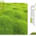 草坪种子高羊茅剪股颖黑麦草庭院绿化护坡四季青草籽