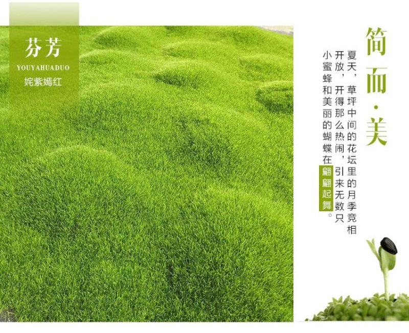 草坪种子高羊茅剪股颖黑麦草庭院绿化护坡四季青草籽