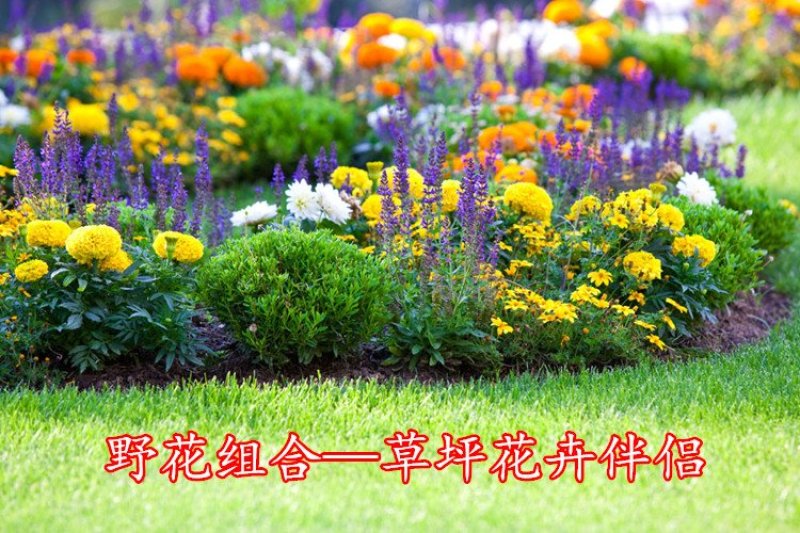 草坪种子高羊茅剪股颖黑麦草庭院绿化护坡四季青草籽