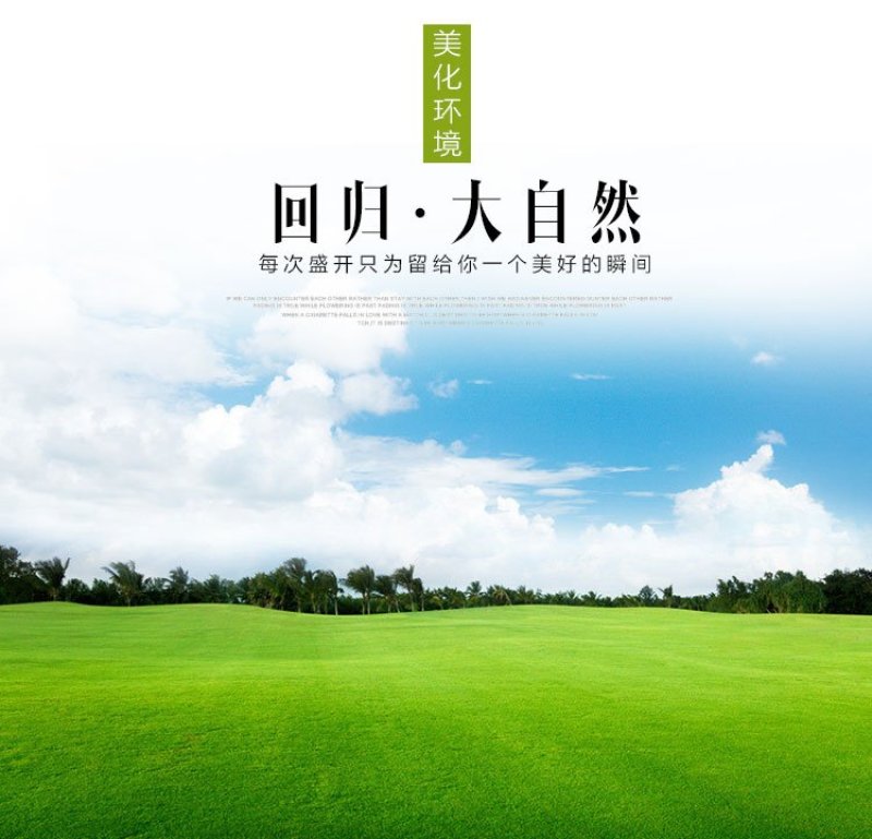 草坪种子高羊茅剪股颖黑麦草庭院绿化护坡四季青草籽