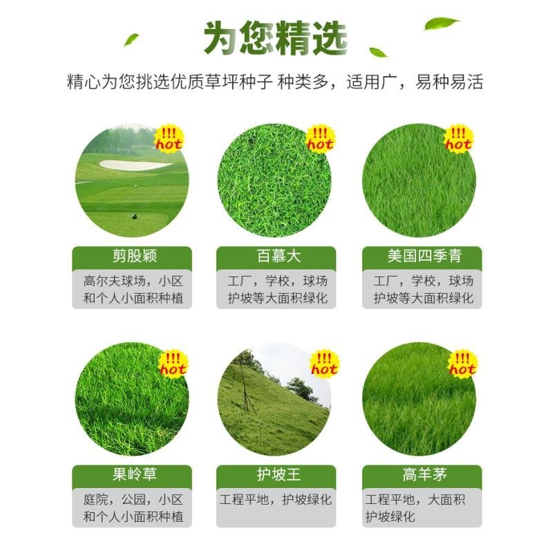 草坪种子高羊茅剪股颖黑麦草庭院绿化护坡四季青草籽