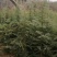 郑州雪松，绿化苗木，包成活，产地直销，品质保障！